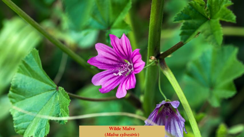 Wilde Malve (Malva sylvestris)