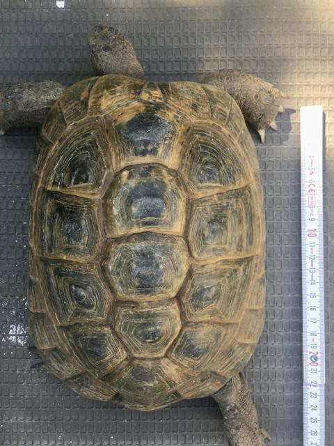 T. g. ibera 0,1