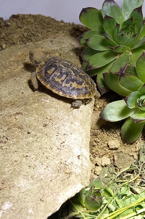eine kleine Schildkröte-Nachzucht ostafrikanische Spaltenschildkröte im provisorischen Gehege