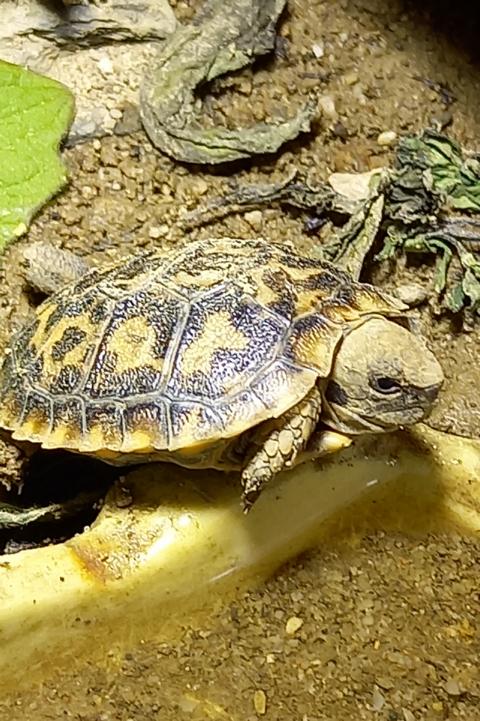 eine kleine Schildkröte-Nachzucht ostafrikanische Spaltenschildkröte im provisorischen Gehege