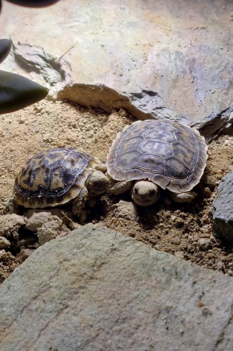 Kleine Schildkröten im Innengehege