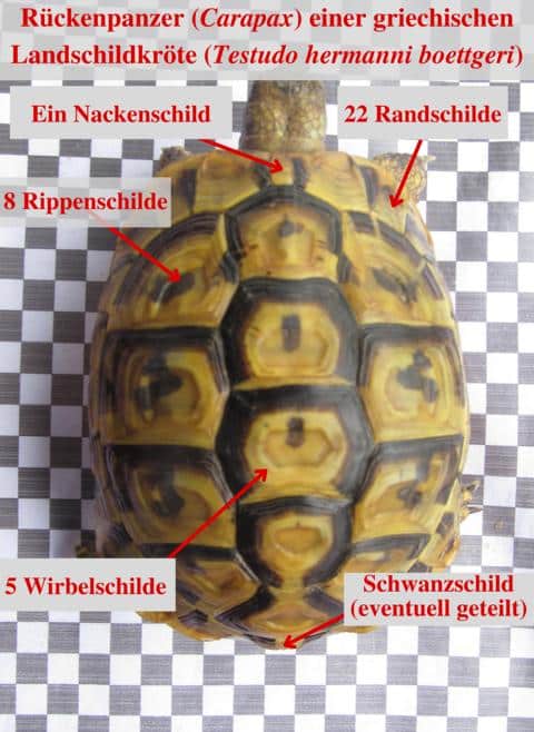 Rückenpanzer (Carapax) griechische Landschildkröte (Testudo hermanni boettgeri)