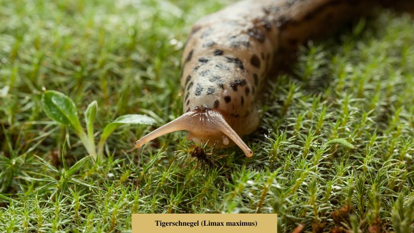 Tigerschnegel Limax maximus