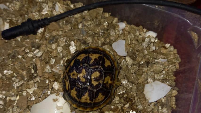 Bachzucht ostafrikanische Spaltenschildkröte