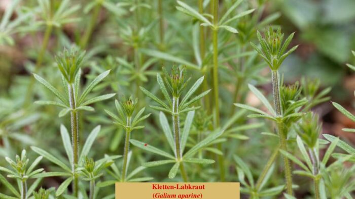 Kletten-Labkraut (Galium aparine)