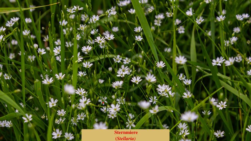  Sternmiere
(Stellaria)
