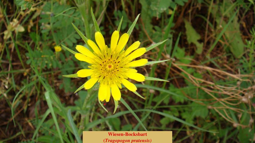 Wiesen-Bocksbart
(Tragopogon pratensis)