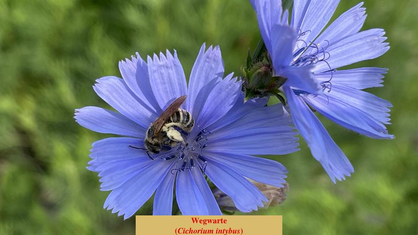 Wegwarte (Cichorium intybus)