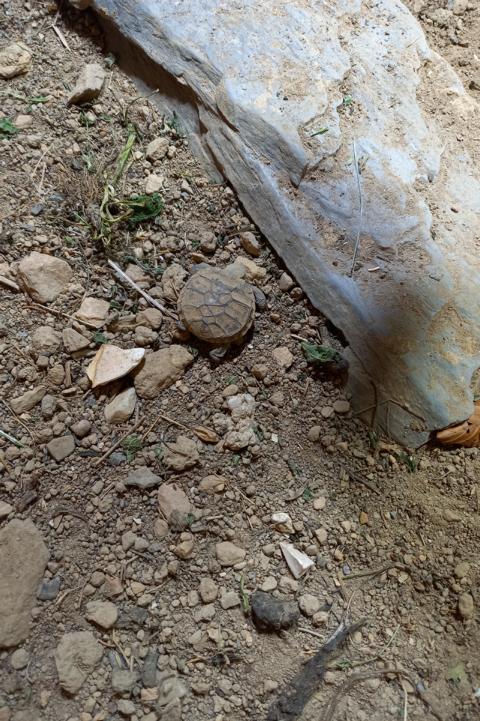 Eine kleine Schildkröte-Naturbrut ostafrikanische Spaltenschildkröte