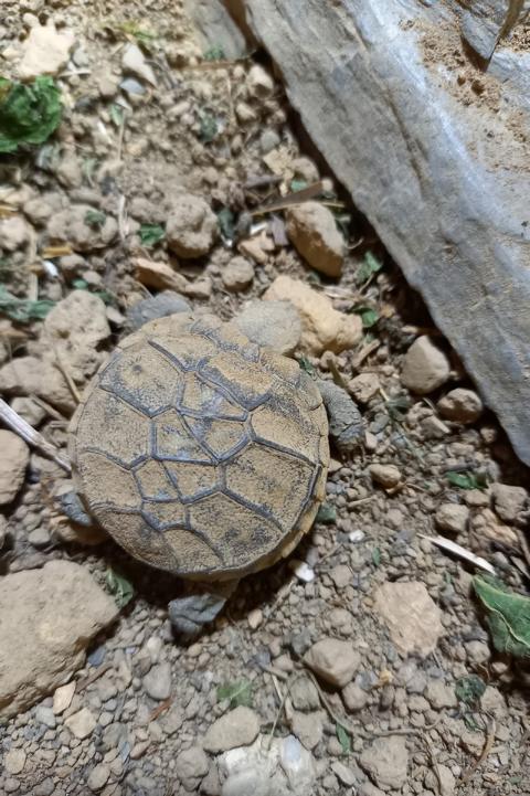 Eine kleine Schildkröte-Naturbrut ostafrikanische Spaltenschildkröte