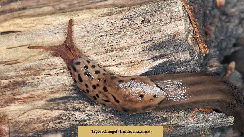 Tigerschnegel