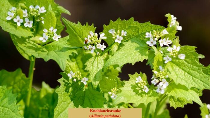 Knoblauchsrauke (Alliaria petiolata)