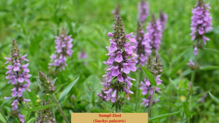 Sumpf-Ziest (Stachys palustris)