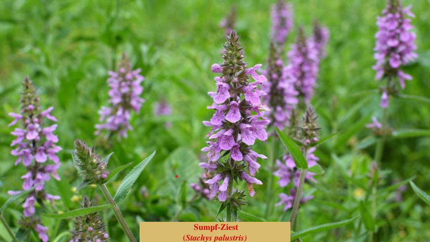 Sumpf-Ziest
(Stachys palustris)