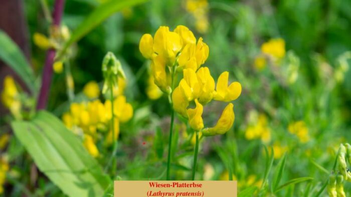 Wiesen-Platterbse (Lathyrus pratensis)