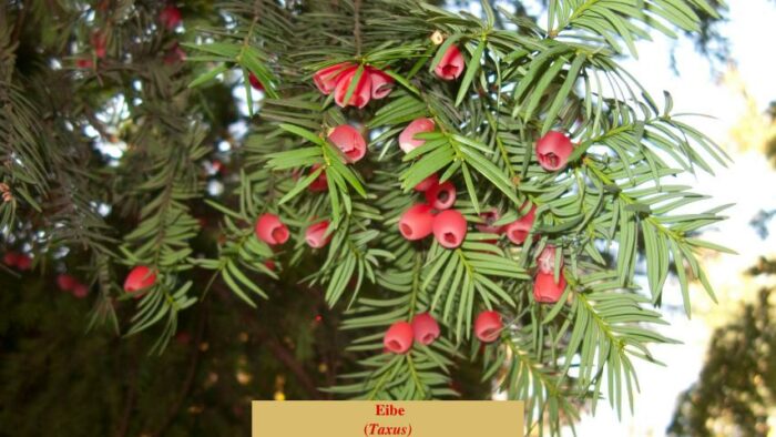 Eibe (Taxus)
