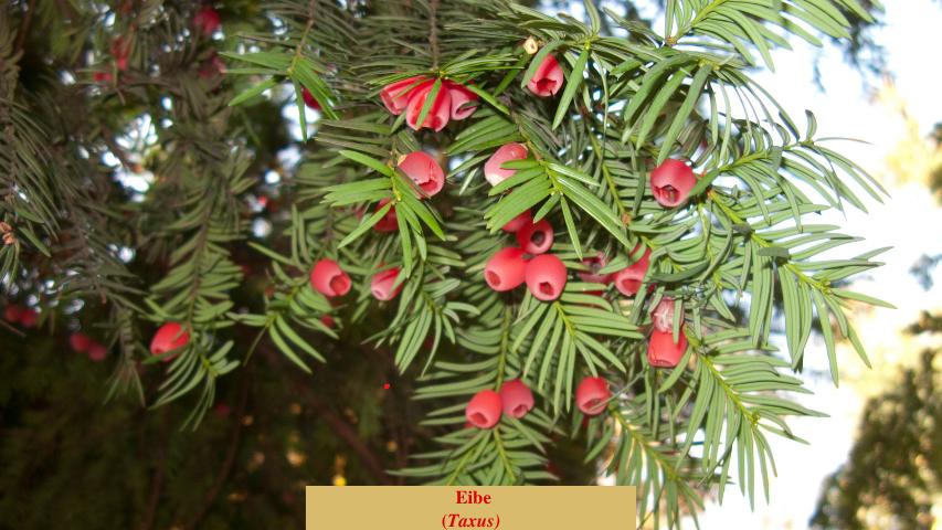  Eibe
(Taxus)