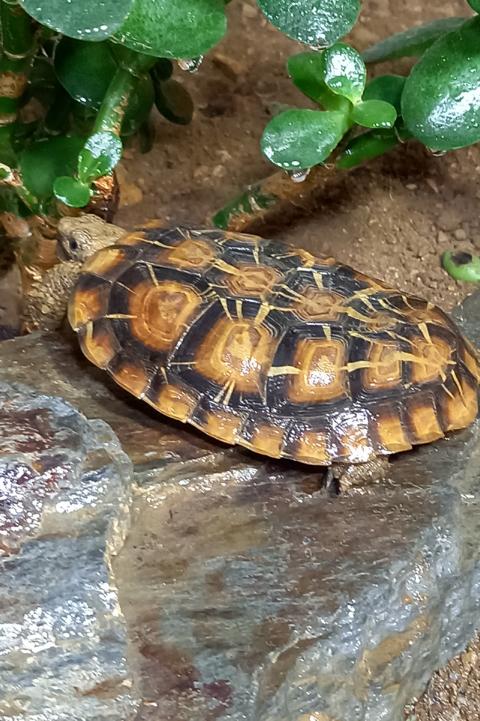 Eine kleine Schildkröte-ostafrikanische Spaltenschildkröte