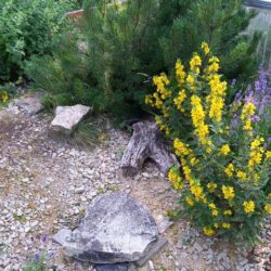 Mein Top 15 Pflanzen für ein naturnahes Schildkrötengehege Gehepflanzen-meine Top 15