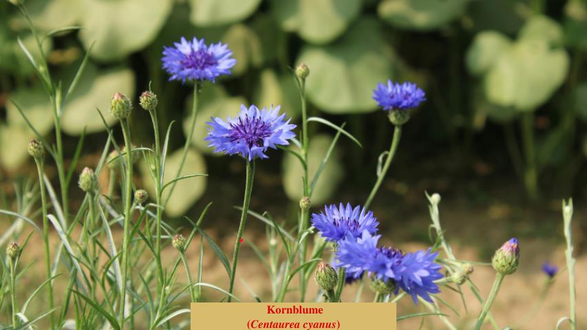  Kornblume
(Centaurea cyanus)