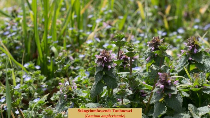 Stängelumfassende Taubnessel (Lamium amplexicaule)