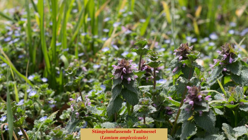 Stängelumfassende Taubnessel
(Lamium amplexicaule)
