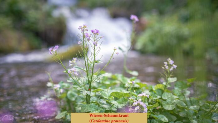 Wiesen-Schaumkraut (Cardamine pratensis)