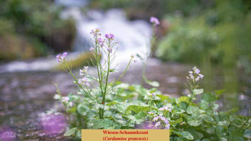Wiesen-Schaumkraut
(Cardamine pratensis)