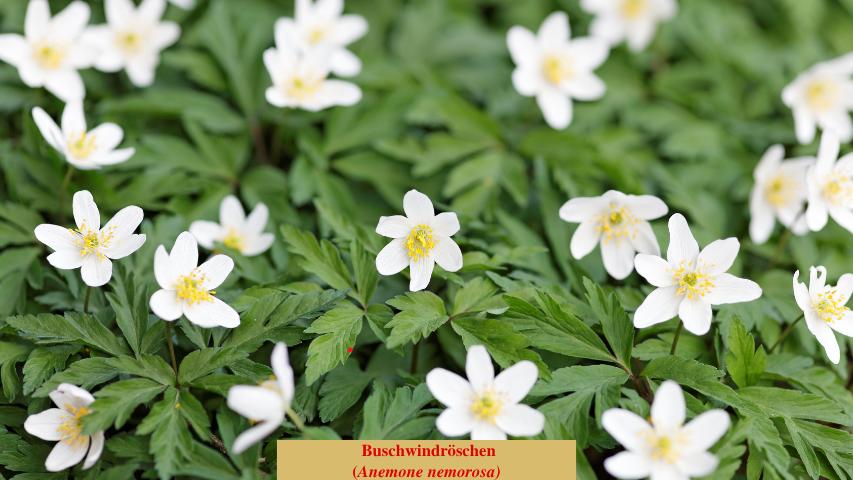  Buschwindröschen
(Anemone nemorosa)