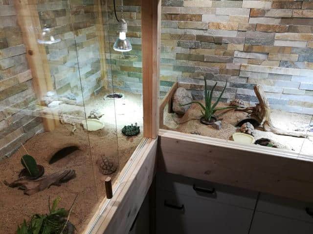 Unser Ägypter Terrarium