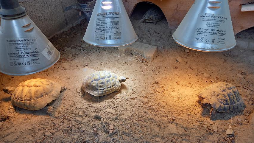 Wärmelampen im Schildkrötenhaus