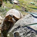 Arbeiten im und am Schildkrötengehege Monat September-Aussaat Wildkräuter