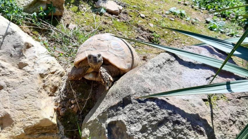 Aussaat Wildkräuter-Unsere Susi im Schildkrötengehege