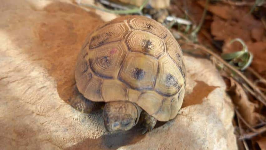 Nachzucht griechische Landschildkröte