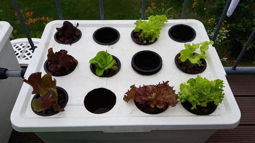 Abb. 6 Salatpflanzen werden in die Salatbox gesetzt