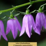 Acker-Glockenblume (Campanula rapunculoides) (1)