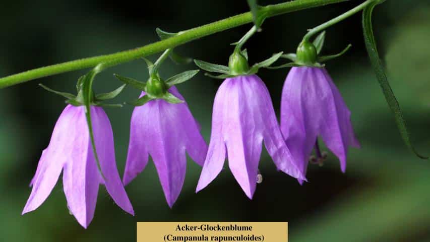 Acker-Glockenblume (Campanula rapunculoides) (1)