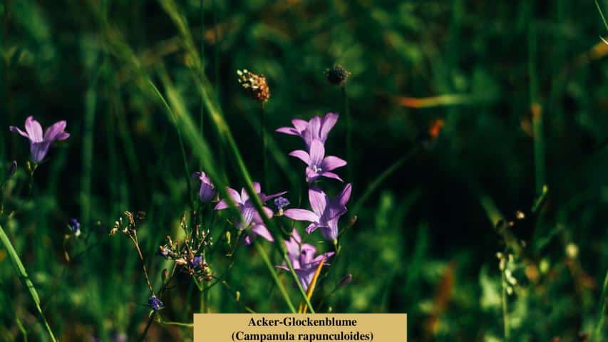 Acker-Glockenblume (Campanula rapunculoides) 