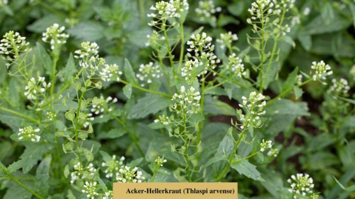 Acker-Hellerkraut (Thlaspi arvense)