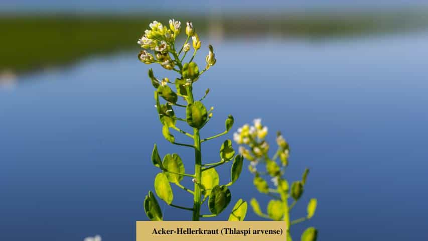 Acker-Hellerkraut (Thlaspi arvense)