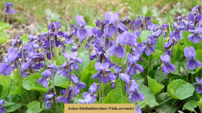Acker-Stiefmütterchen (Viola arvensis) 