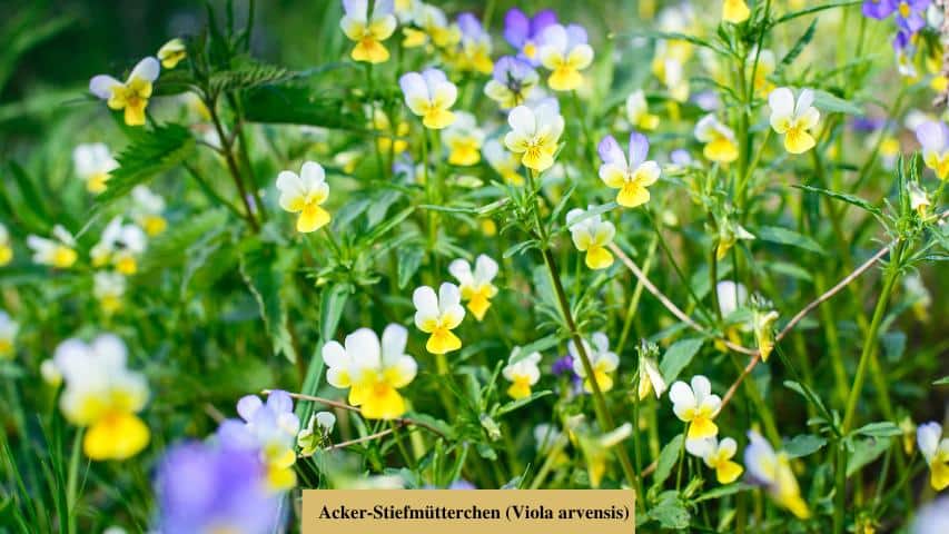 Acker-Stiefmütterchen (Viola arvensis)