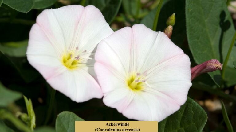 Ackerwinde (Convolvulus arvensis)