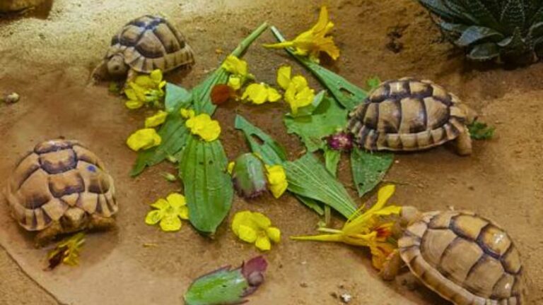 Ägyptische Landschildkröte (Testudo kleinmanni)