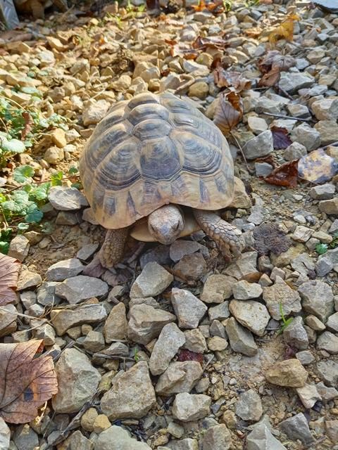 Arbeiten im Schildkrötengehege (1)