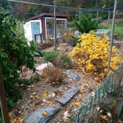 Arbeiten im und am Schildkrötengehege-Monat Oktober Arbeiten im Schildkrötengehege