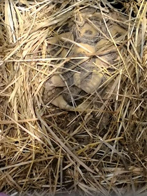 Auswinterung-Griechische Landschildkröte nach der Winterstarre