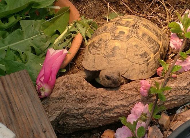 Auswinterung-Griechische Landschildkröte nach der Winterstarre 