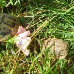 Arbeiten im und am Schildkrötengehege Monat August-Nachzuchten