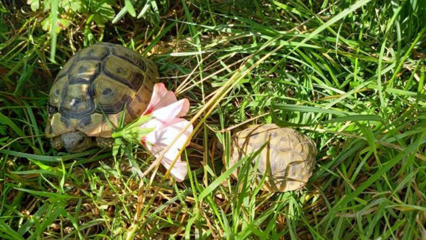 Baby-Schildkröten im Freigehege(1)